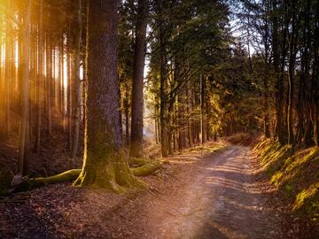 Wandern_Wald