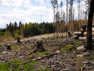Kalamitätsfläche