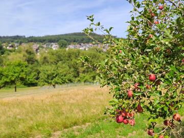 Streuobstwiesen mit Blick auf Oberjosbach